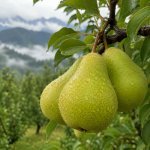 Pear